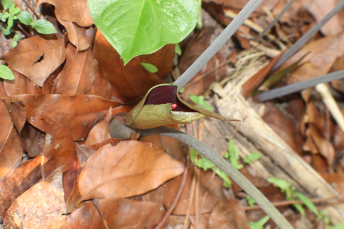 Typhonium trilobatum (L.) Schott